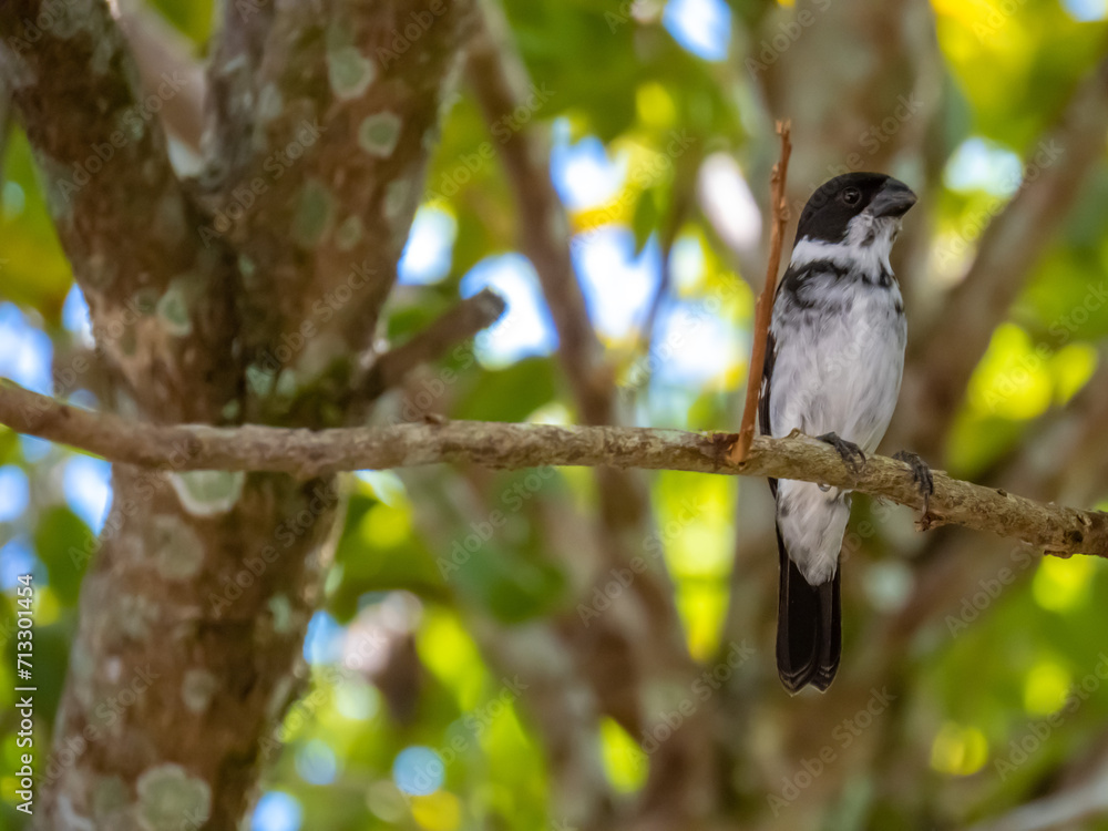 Naklejka premium Bird on the tree