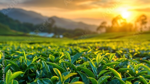 Tea plantations at sunrise photo