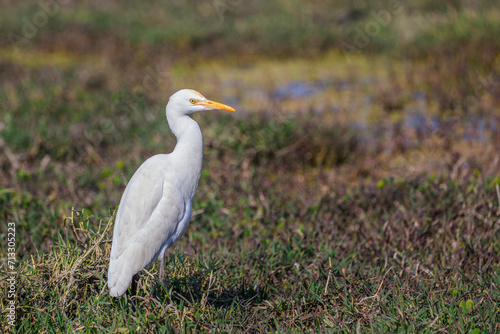 an egret in daylight on a marshland