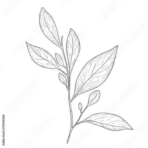 Hand drawn illustration of beautiful monochrome leaves. Black stroke, branch sketch © Hanna ArtLab