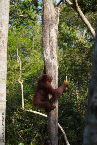 Orangutan in Borneo, Tanjung Puting National Park, Conservationism