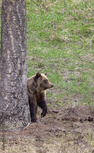 Grizzly Bear in Springtime in Yellowstone National Park Wyoming