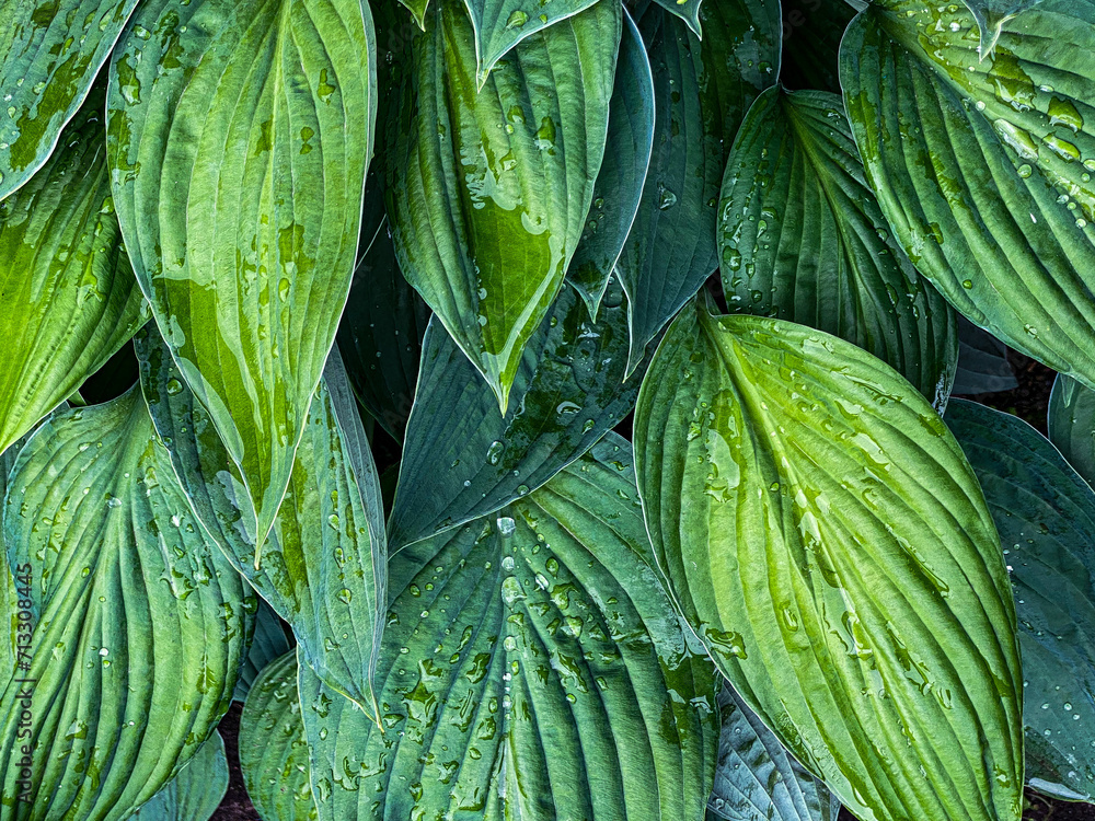 natural plant background. huge green hosta leaves with drops after rain close-up, exotic flowers 