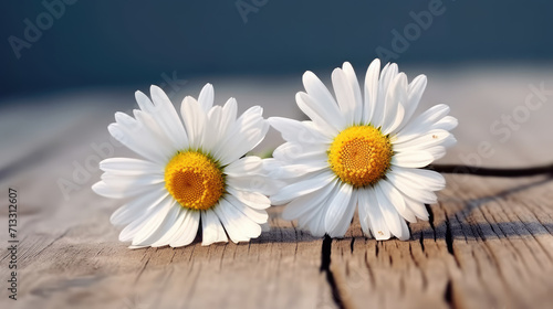 Daisy chamomile flowers on wooden background