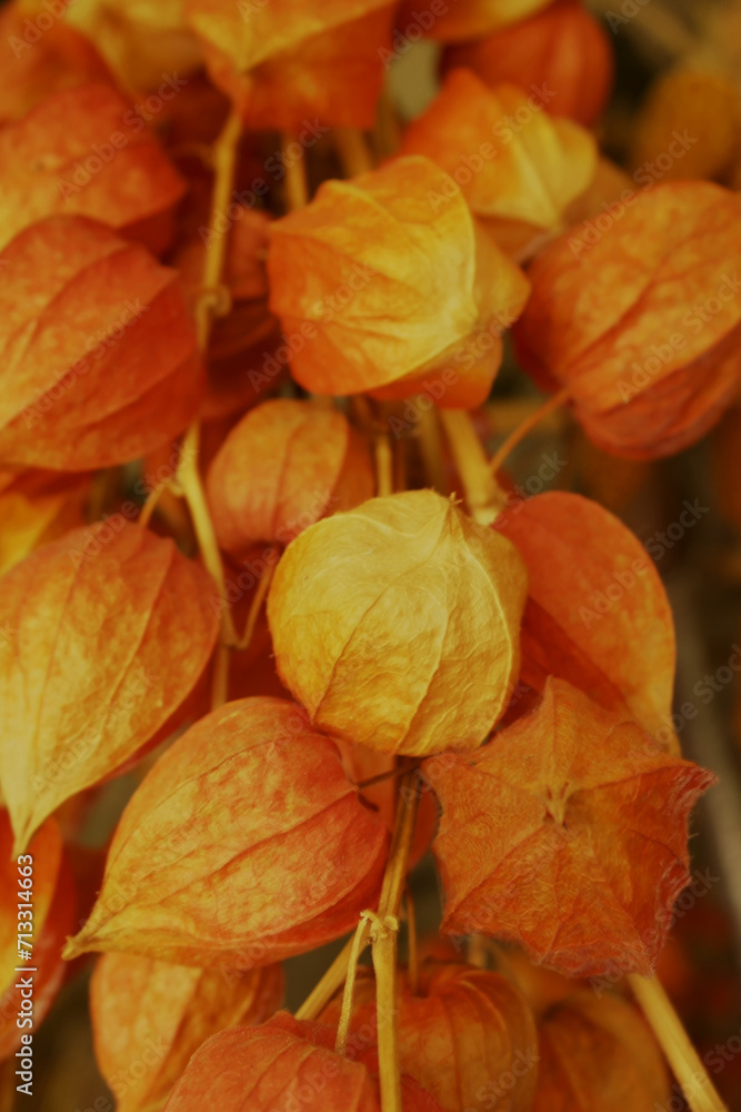 Background with dry physalis plant Background with dry physalis plant