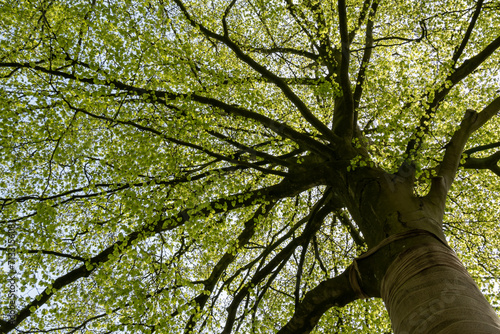 Crown of beech tree with young, fresh leaves in spring, Netherlands photo