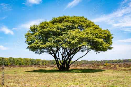 Juneberry tree, Amelanchier lamarkii, in heathland of Westerheide, Goois Nature Reserve, Netherlands photo