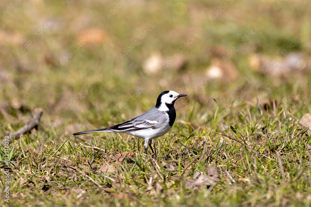 white wagtail on a grass white wagtail on a grass