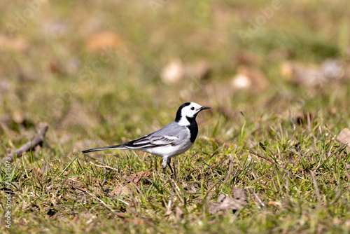 white wagtail on a grass