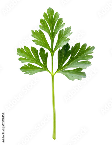 Fresh parsley leaf isolated on white background