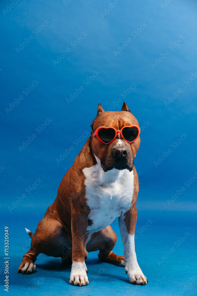 Dog wearing heart shaped glasses