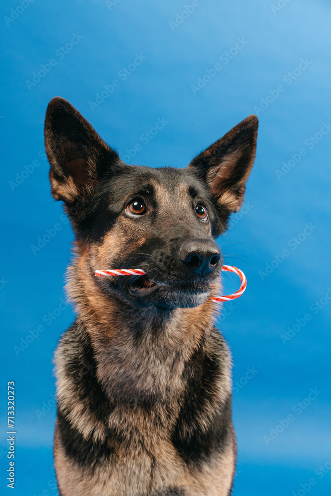 German Shepherd dog on a blue background German Shepherd dog on a blue background
