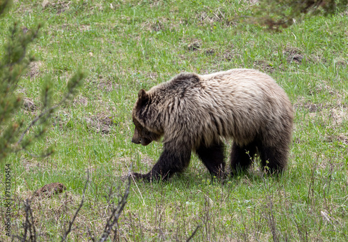 Grizzly Bear in Springtime in Yellowstone National Park Wyoming
