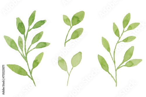 Assortment of watercolor leaves illustration set - green leaf branches collection for wedding, greetings, stationary, wallpapers, fashion, background. olive, green leaves, Eucalyptus etc	