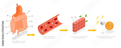 3D Isometric Flat  Conceptual Illustration of Functions Of Carbs, Explanation Diagram