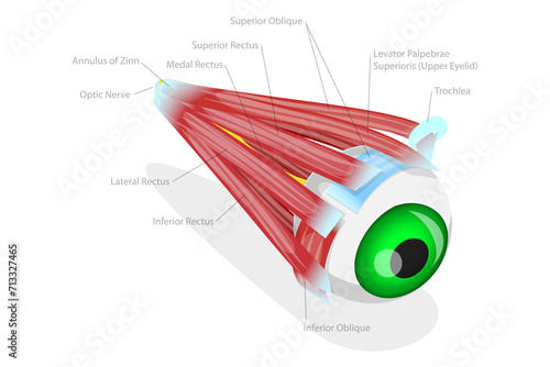 3D Isometric Flat  Conceptual Illustration of Extraocular Muscles Of Human Eye, Educational Medical Diagram photo