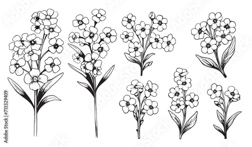 Forget-me-not flowers vector illustration isolated on white background, ink sketch, decorative herbal doodle, line art style for design medicine, wedding invitation, greeting card, floral cosmetic #713329409