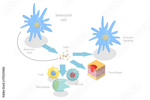 3D Isometric Flat  Conceptual Illustration of Functions Of The SASP, Cellular Senescence photo