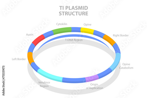 3D Isometric Flat  Conceptual Illustration of Ti Plasmid Structure, Educational Diagram photo