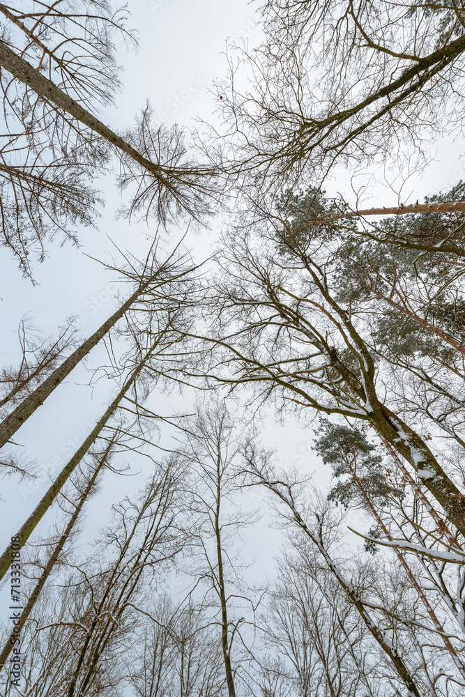 Looking up at trees without foliage in a forest during winter, abstract natural background Looking up at trees without foliage in a forest during winter, abstract natural background