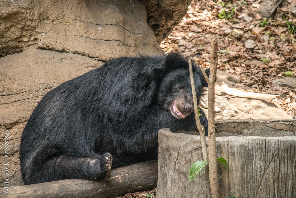 Obraz premium An old Asiatic Black Bear is sleeping on a rock
