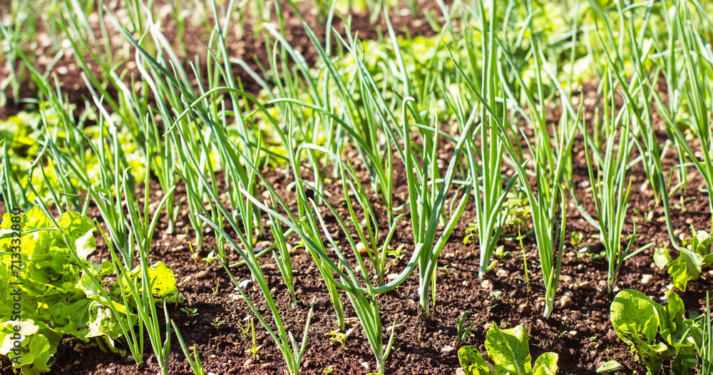 Obraz premium Organic garden, fresh spring onions flourish, sustainable agriculture of homegrown, nutritious produce.