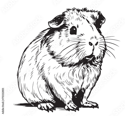 plump cute Guinea pig, sketch vector graphics black and white drawing Vector illustration