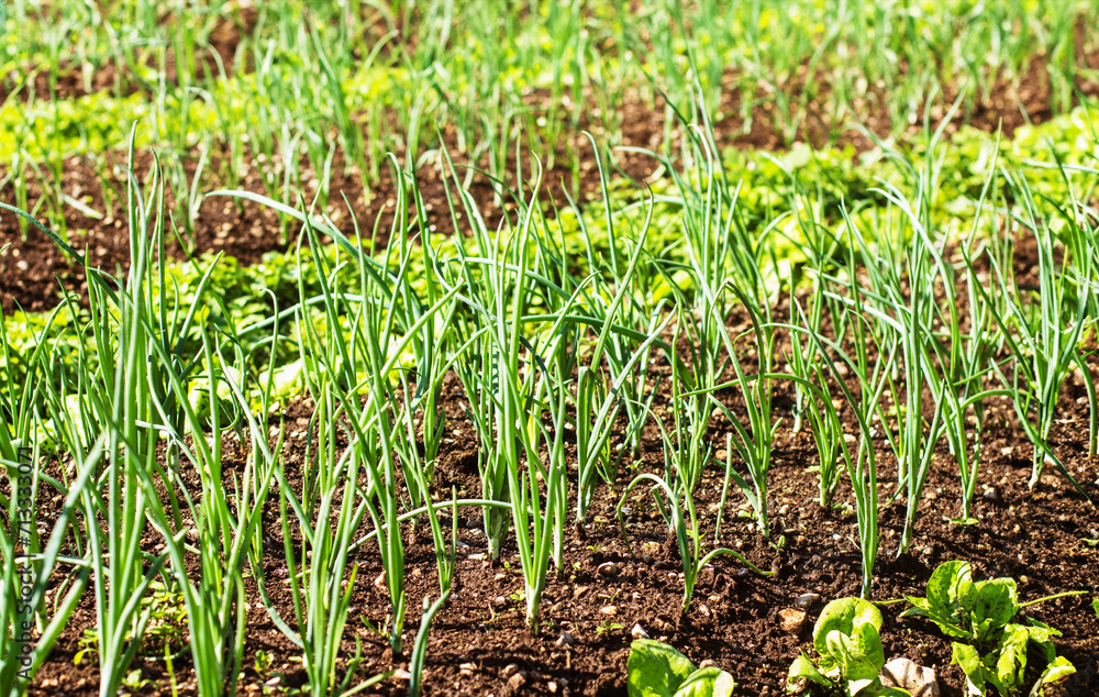 Fototapeta premium Organic garden, fresh spring onions flourish, sustainable agriculture of homegrown, nutritious produce.