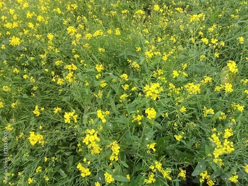 Mustard flower in the field. beautiful garden photo.
