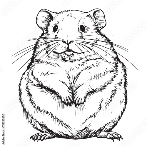 Hamster sketch, graphic portrait of a hamster on a white background, hamsters