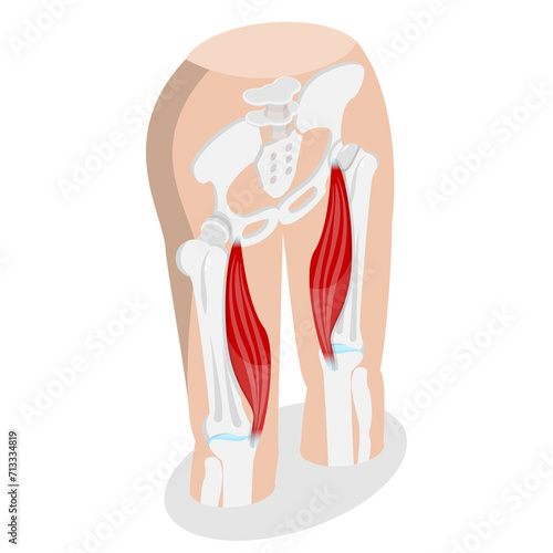 3D Isometric Flat  Conceptual Illustration of Semimembranosus, Posterior Thigh Muscle photo