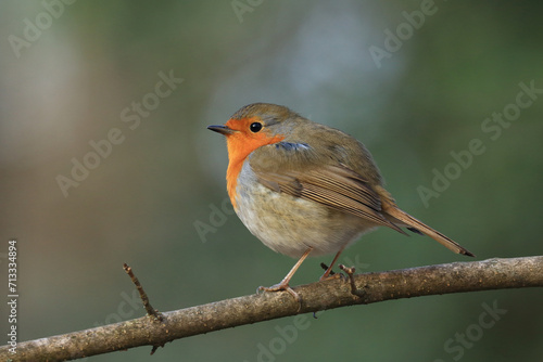 European Robin on the branch
