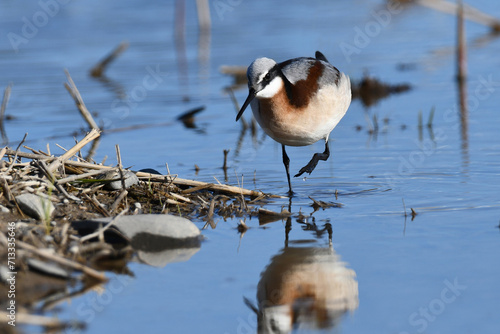Billede på lærred Wilson's Phalarope sandpiper in colorful breeding plumage wades in a flooded agr