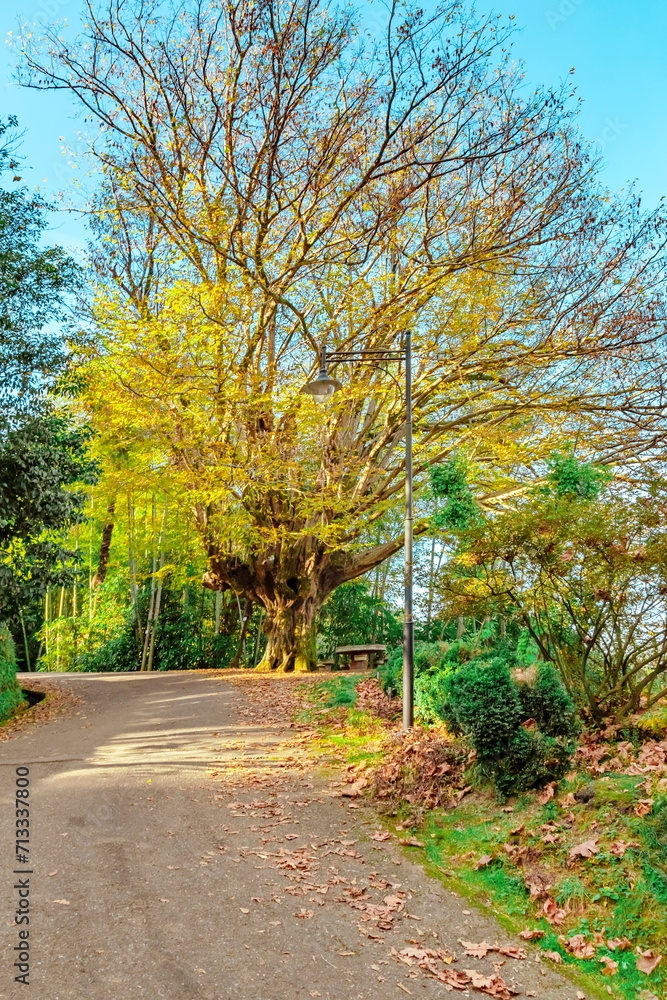 Fototapeta premium Park_22