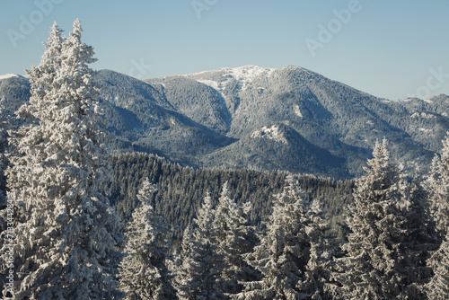 Texture of winter mountains. Winter landscape with snow covered trees. snowy landscape in the mountains. Winter view of mountain peaks and forest covered with snow. Snowy forest with pine trees. 