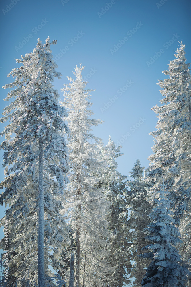 Beautiful snowy fir trees in frozen mountains landscape. Tall spruce trees covered with snow in forest. Alpine ski resort. Winter landscape, coniferous trees snow covered in mountains. Beautiful snowy fir trees in frozen mountains landscape. Tall spruce trees covered with snow in forest. Alpine ski resort. Winter landscape, coniferous trees snow covered in mountains.
