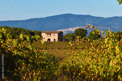 Vigneto, Toscana