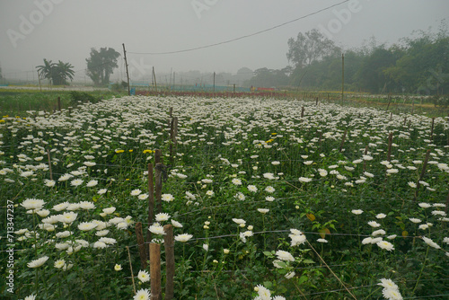 Vast field of budding Chrysanthemums, Chandramalika, Chandramallika, mums , chrysanths, genus Chrysanthemum, family Asteraceae. Winter morning at Valley of flowers at Khirai, West Bengal, India. photo