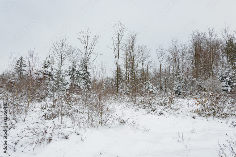Winter landscape with forest trees and snow covered field Winter landscape with forest trees and snow covered field
