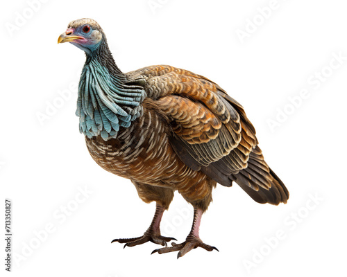 Turkey bird isolated on transparent background