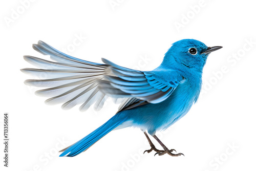 blue bird isolated on white background photo