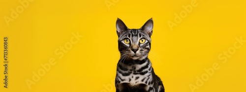 Cute tabby cat curiously peeking over yellow background. Banner about pets with copy space