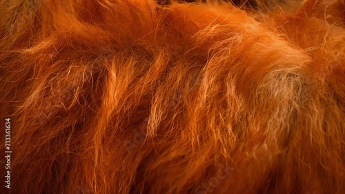 Closeup of an orangutans fur matted and dirty from the pollution and chemicals used in palm oil production. The once vibrant orange fur is now dull and lifeless reflectin