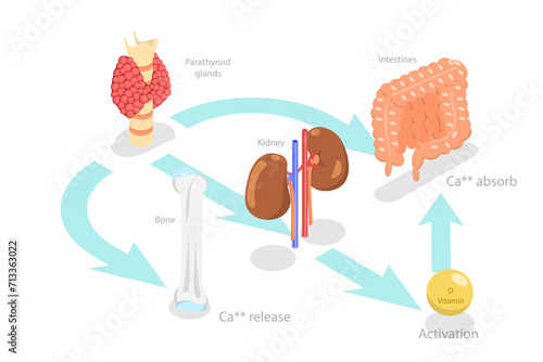 Fotografia 3D Isometric Flat  Conceptual Illustration of Parathyroid Hormone And Calcium Me