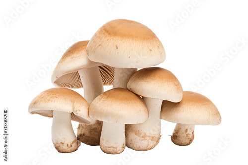 group of mushroom isolated, Isolated on tran sparent PNG background, Generative ai