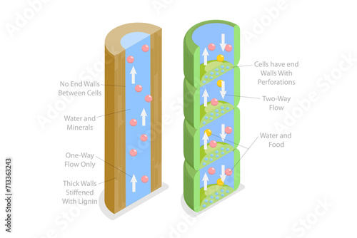 Tableau sur toile 3D Isometric Flat  Conceptual Illustration of Xylem And Phloem Water, Labeled Bi