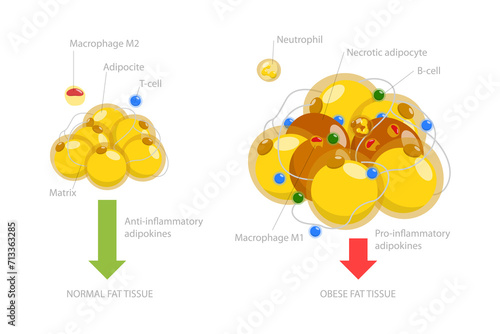 3D Isometric Flat  Conceptual Illustration of Adipoce Tissue, Pathology of Obesity