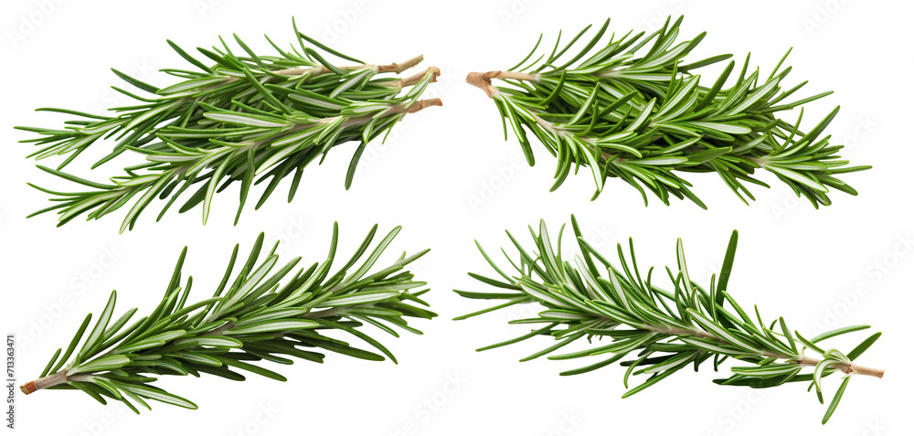 Set of fresh rosemary twigs, cut out Set of fresh rosemary twigs, cut out