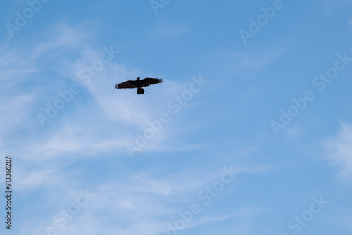 An ordinary raven flies across the clear blue sky. Also known as the northern raven. A bird in the sky.