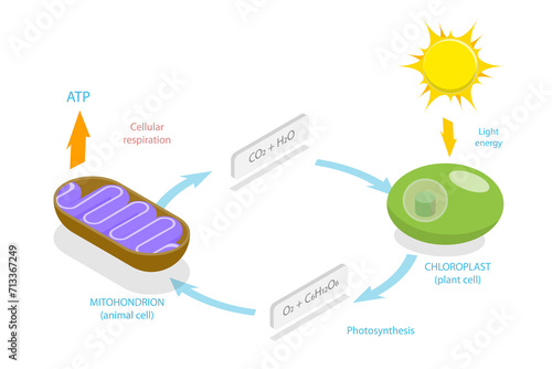 3D Isometric Flat  Conceptual Illustration of Cellular Respiration, Metabolic Chemical Energy ATP Cycle photo